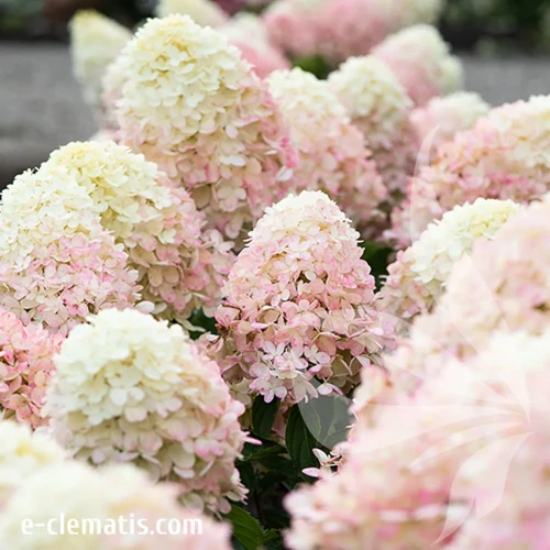 Hydrangea-Raspberry-Pink-3.webp
