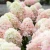 Hydrangea-Raspberry-Pink-3.webp