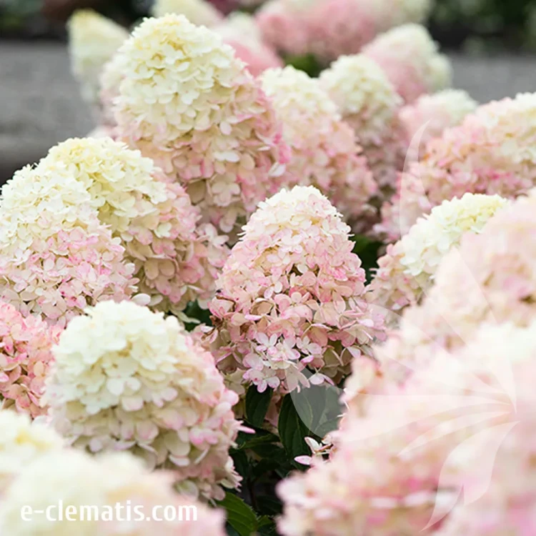 Hydrangea-Raspberry-Pink-3.webp