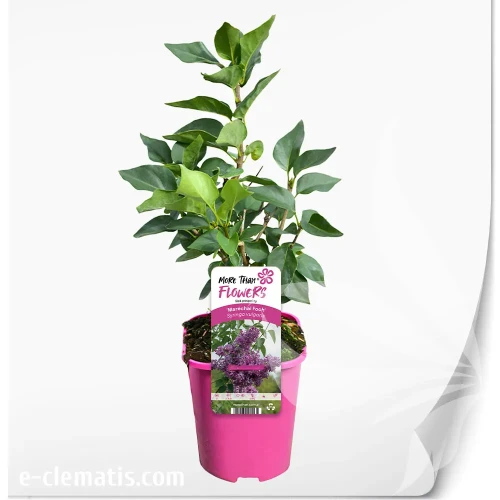syringa-marechal-foch.webp