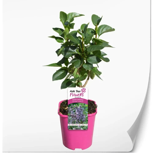 Syringa-victor-lemoine.webp
