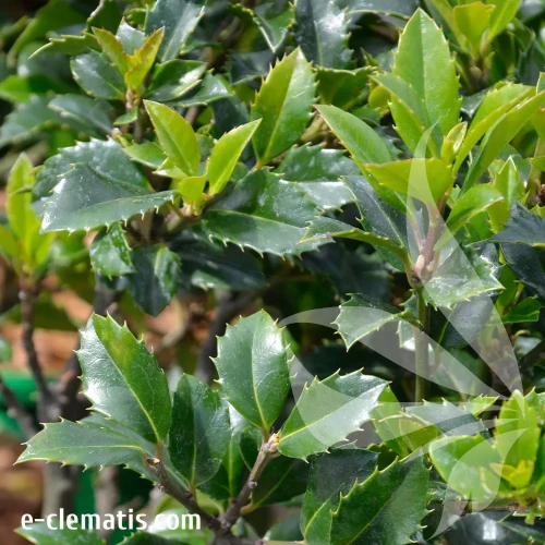 Ilex-meserveae-Heckenblau.webp