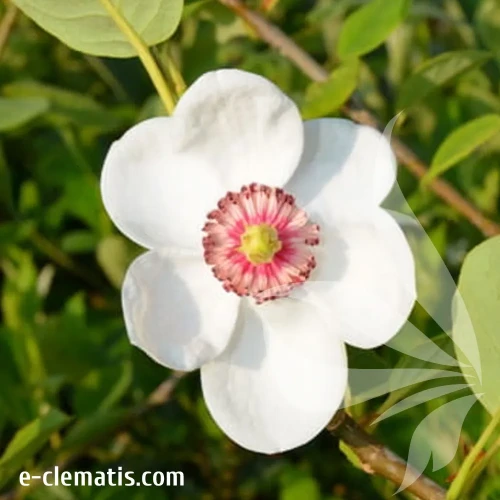 Magnolia-sieboldii.webp