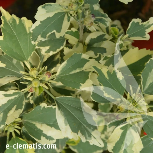 hibiskus-purpureus-variegatus-2.webp