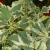 hibiskus-purpureus-variegatus-2.webp