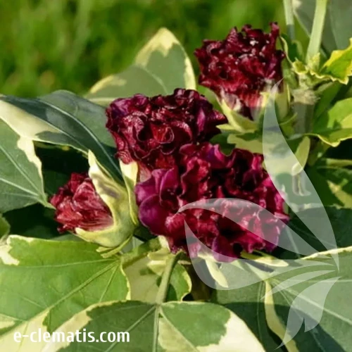 Hibiscus-syriacus-Purpureus-Variegatus.webp