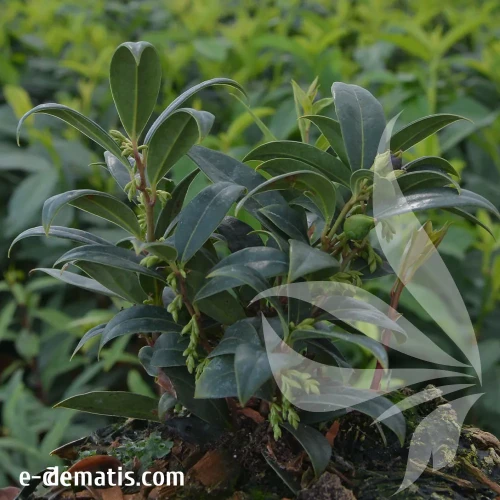 sarcococca-hookeriana-humilis.webp