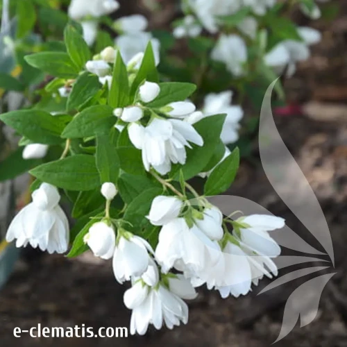 Philadelphus-Manteau-dHermine.webp