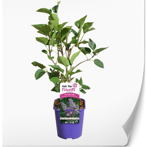 syringa-lavender-lady.jpg