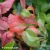 mahonia-japonica-1.webp
