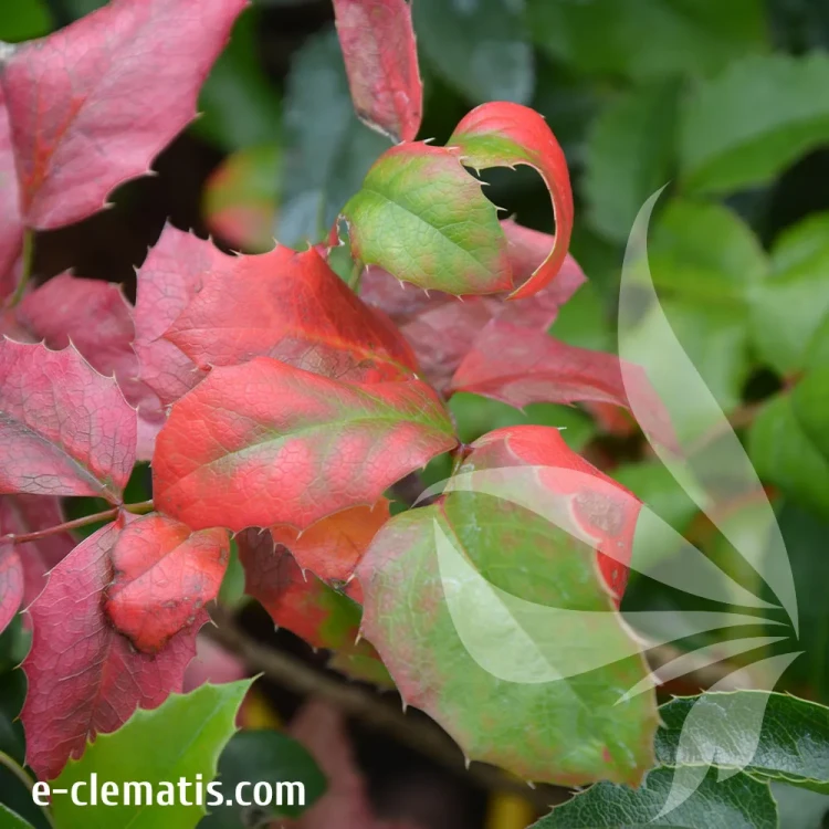 mahonia-japonica-1.webp