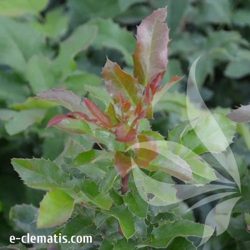 mahonia-japoica.webp