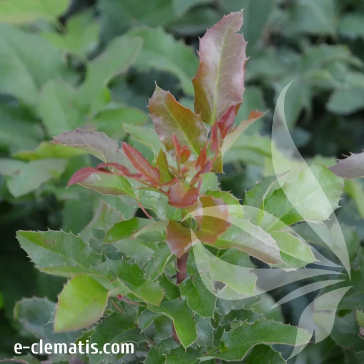 mahonia-japoica.webp