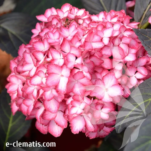 hydrangea-macrophylla-first-editions-eclipse-e-clematis.webp