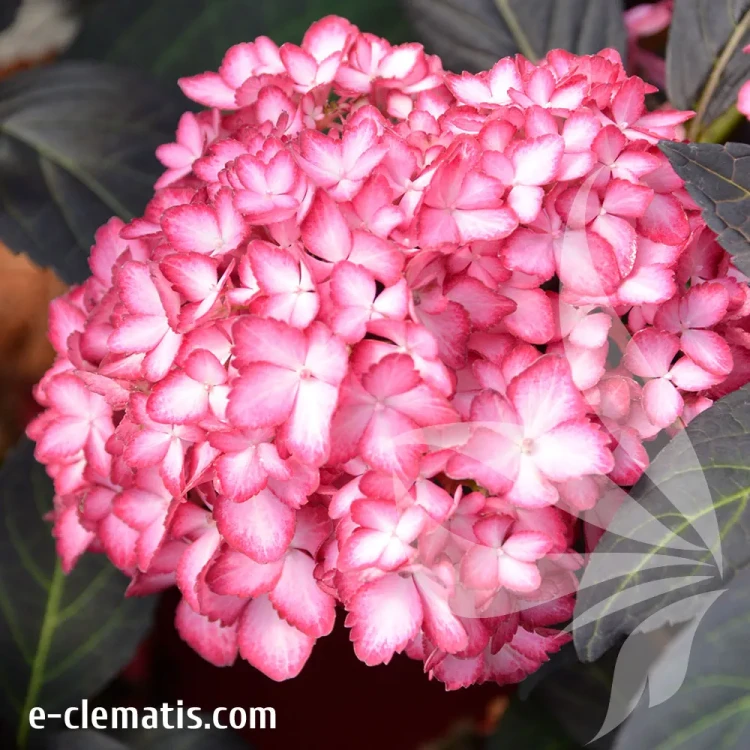hydrangea-macrophylla-first-editions-eclipse-e-clematis.webp