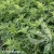 Sambucus-nigra-Golden-Spark-2.webp