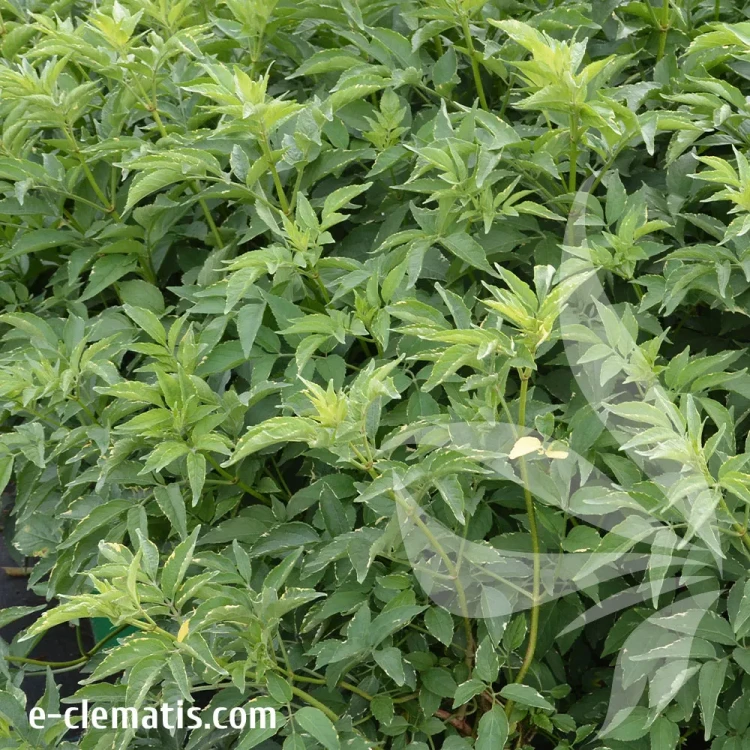 Sambucus-nigra-Golden-Spark-2.webp