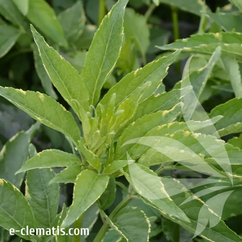 Sambucus-nigra-Golden-Spark.webp