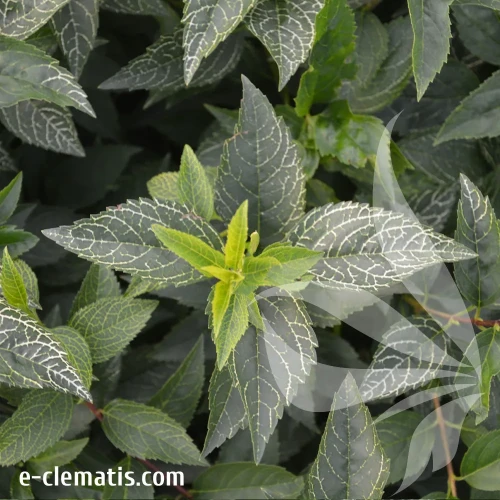Forsythia-viridissima-Kumsom-2.webp
