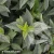 Forsythia-viridissima-Kumsom-2.webp