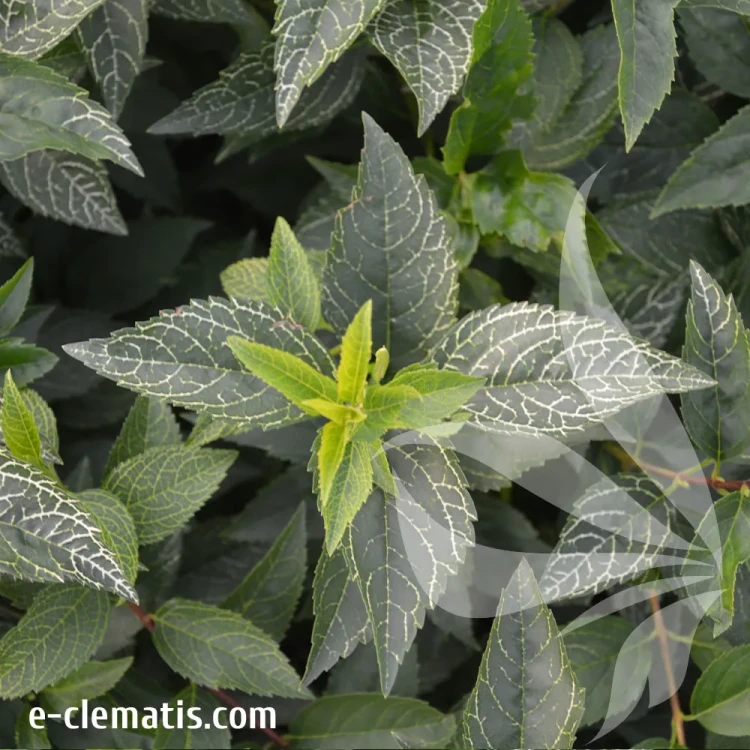 Forsythia-viridissima-Kumsom-2.webp