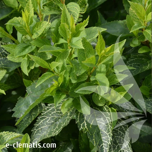 Forsythia-viridissima-Kumsom-1.webp