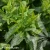 Forsythia-viridissima-Kumsom-1.webp