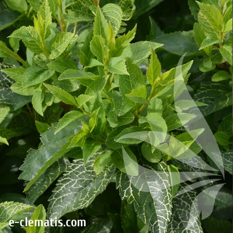 Forsythia-viridissima-Kumsom-1.webp