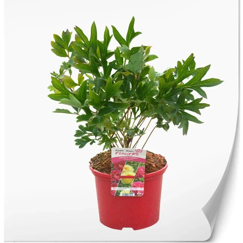 Paeonia-itoh-Group.webp