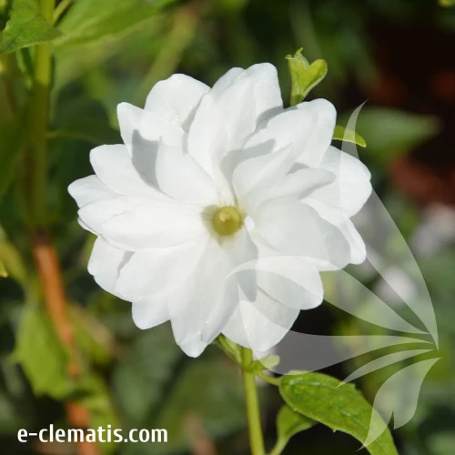 Philadelphus-Frosty-Morn.webp