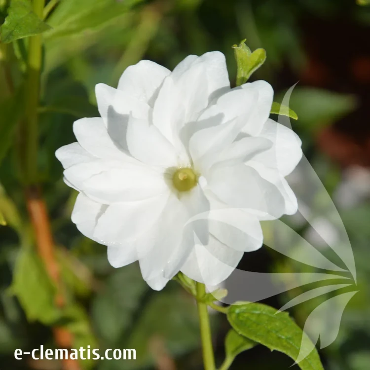 Philadelphus-Frosty-Morn.webp