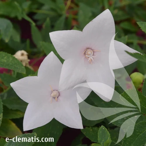 Platycodon-grandiflorus-Fuji-White.webp