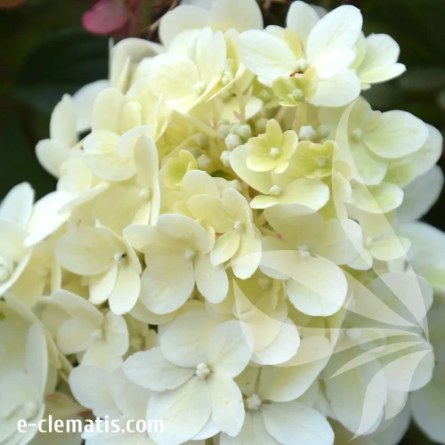 hydrangea-ruby-hobbit-4.webp
