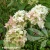 hydrangea-ruby-hobbit-5.webp
