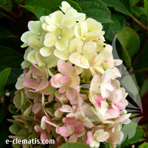hydrangea-ruby-hobbit.webp