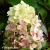 hydrangea-ruby-hobbit.webp