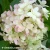 hydrangea-ruby-hobbit-2.webp
