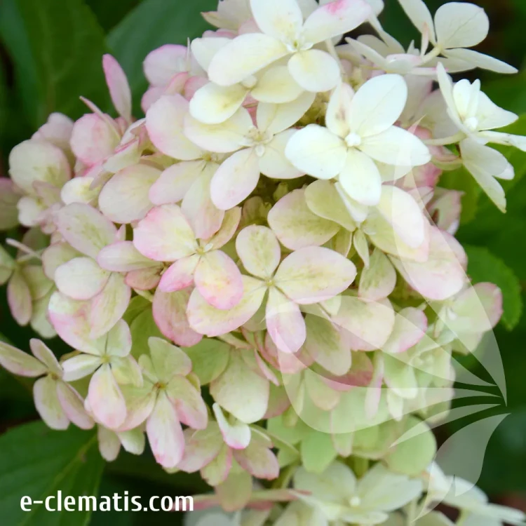 hydrangea-ruby-hobbit-2.webp