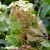 hydrangea-ruby-hobbit-3.webp