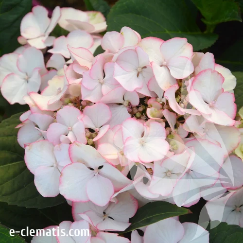 hydrangea-charms.webp