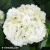 hydrangea-wude-2.webp