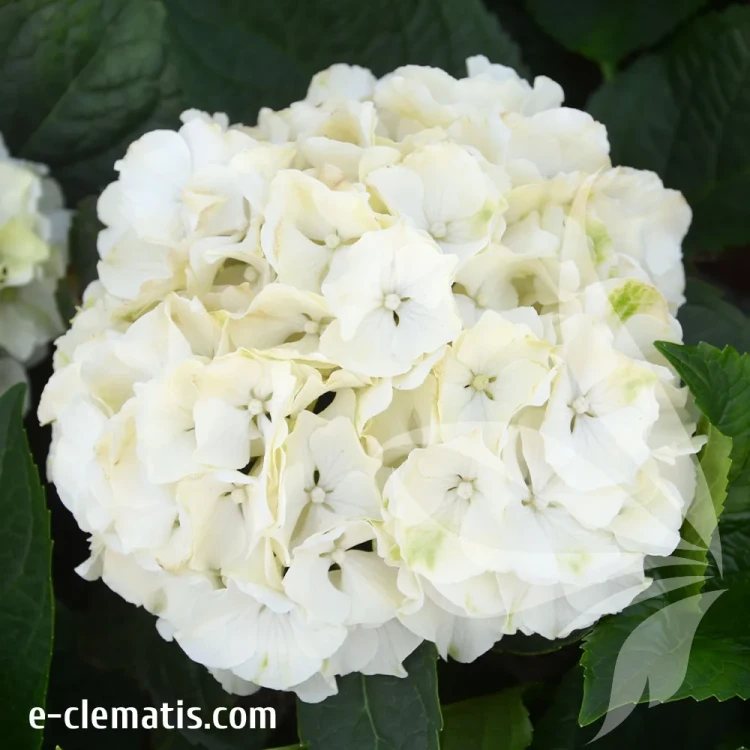 hydrangea-wude-2.webp
