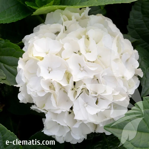 hydrangea-wude.webp