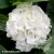 hydrangea-wude.webp