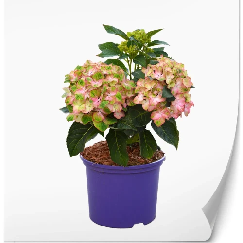 hydrangea-sweet-lips-3.webp