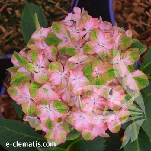 hydrangea-sweet-lips-1.webp