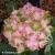 hydrangea-sweet-lips-1.webp
