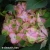 hydrangea-sweet-lips-2.webp