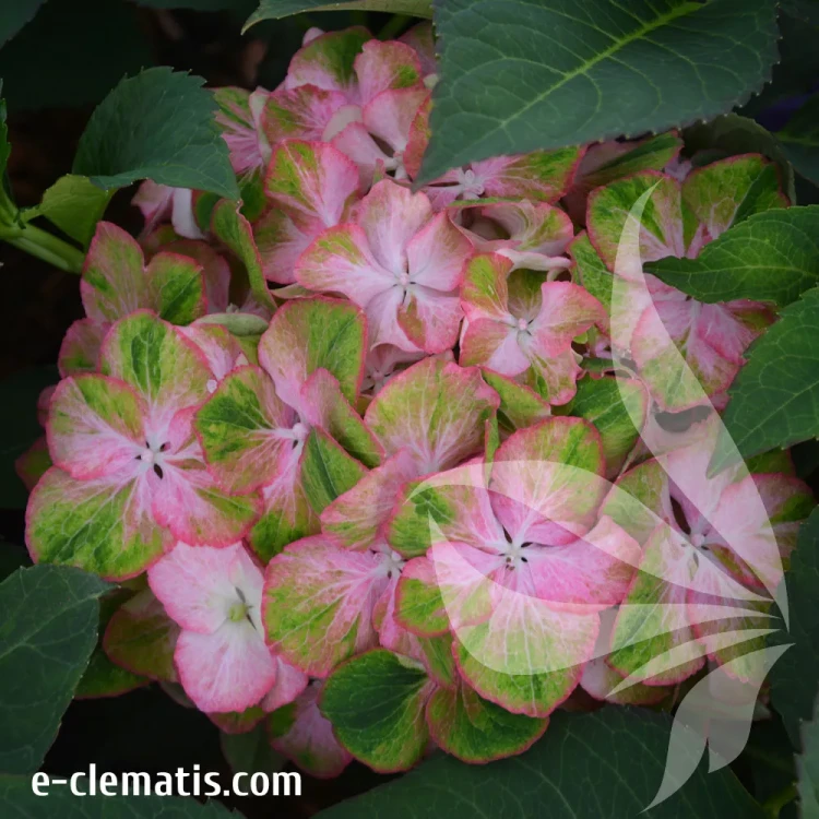 hydrangea-sweet-lips-2.webp