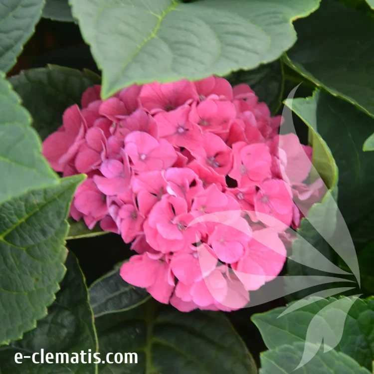 hydrangea-ningho.webp